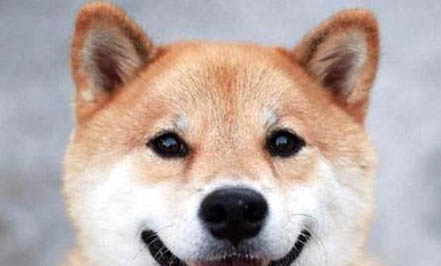 柴犬成年体重是多少斤?