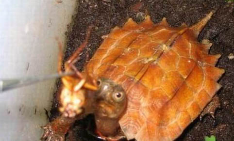 乌龟的粪便是稀的吗