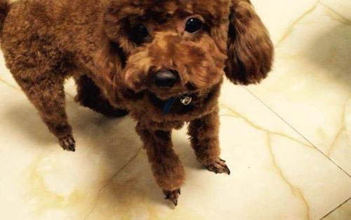 狗狗胃炎如何治疗