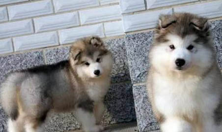 阿拉斯加雪橇犬不能吃什么