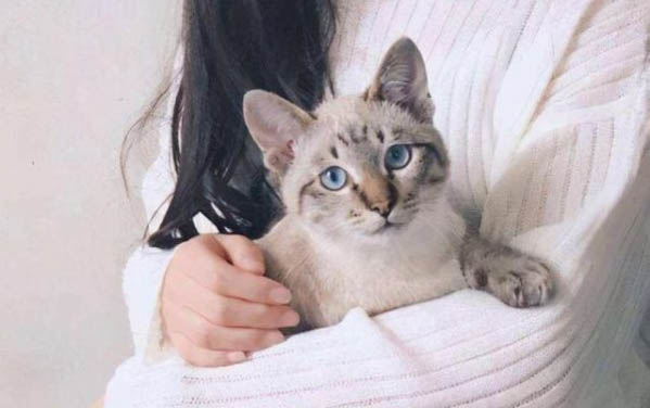 猫咪为啥会得肾结石