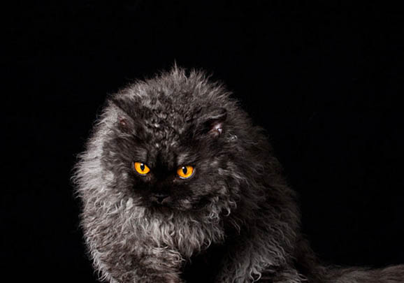 塞尔凯克卷毛猫不吃饭拉稀,该怎么办?