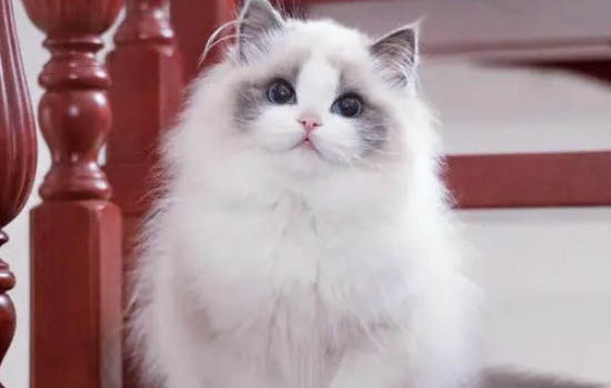 布偶猫冬天脱毛严重怎么办
