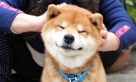 柴犬起什么名字好