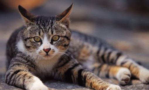 怎么教猫握手?