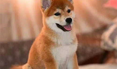 秋田犬和柴犬幼犬哪个好