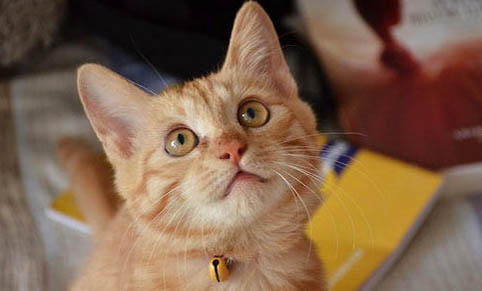 如何去除猫尿味去除猫尿味的10种方法