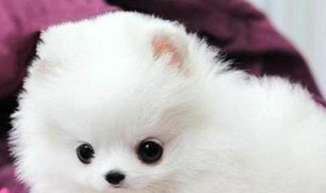 博美犬和泰迪哪个好