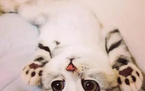 猫咪不吃东西无精打采一直趴着