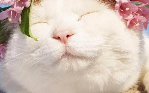 猫耳朵边附近毛秃了是什么原因