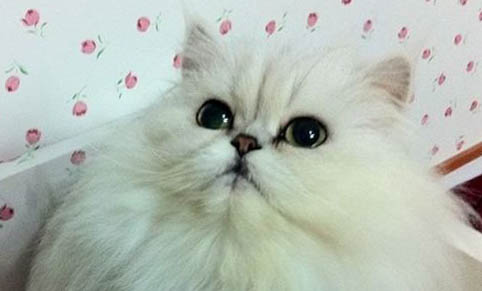 猫咪几个月可以刷牙