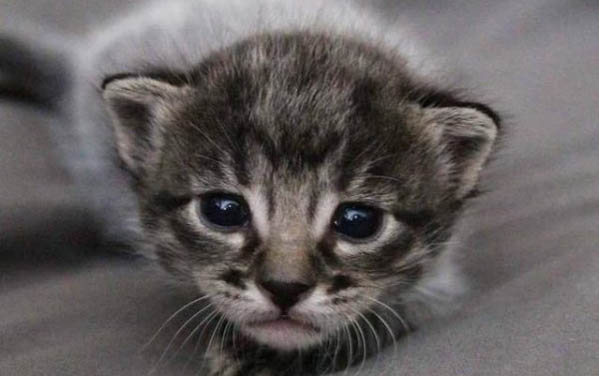 猫咪怀孕了应该注意些什么