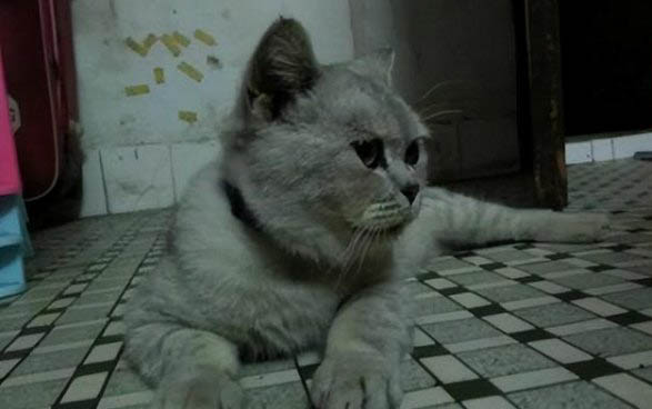 猫咪皮肤痒什么原因