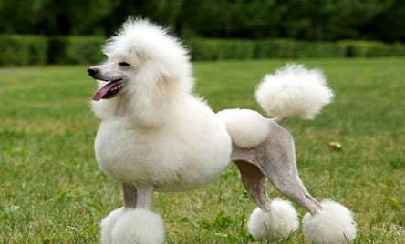 灰色贵宾犬多少钱一只?