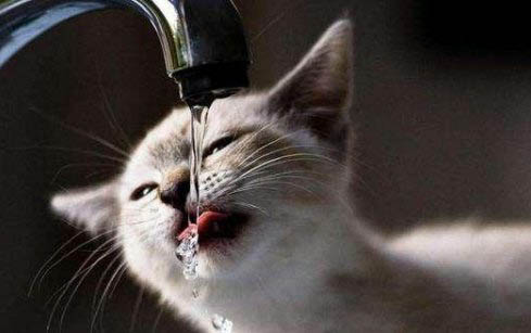 猫咪更换猫粮后呕吐是怎么回事