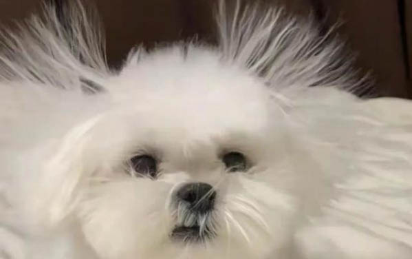 狗细小犬瘟怎么测试