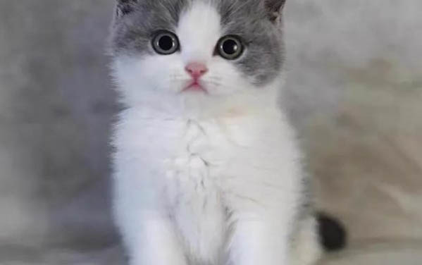 三个月的猫可以洗澡吗?