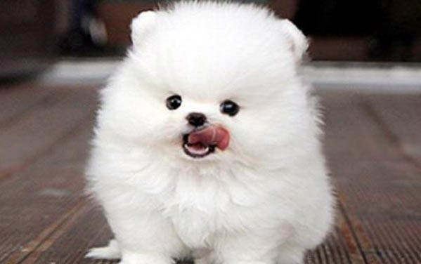 博美犬性格特点是什么