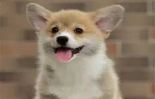世界上最聪明的狗狗