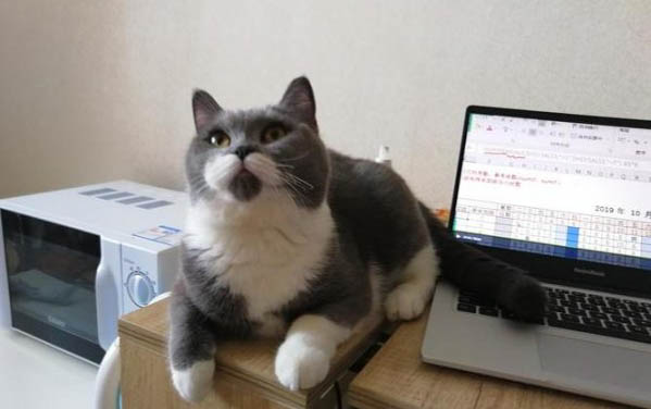 小猫得了猫藓会自愈吗