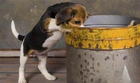 狗狗不能吃的水果清单