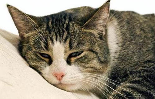 猫咪身上有异味怎么办