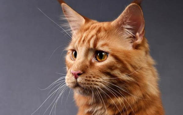 在哪里买猫便宜