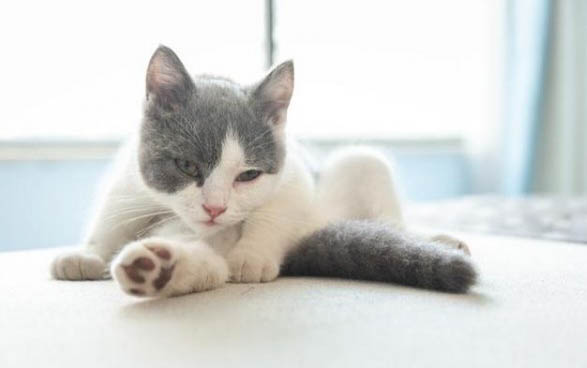 小猫为什么怕