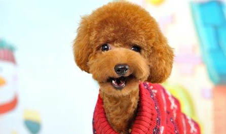 一只便宜好养的小型犬