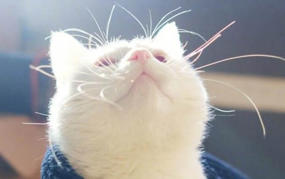 小猫体内有寄生虫有哪些表现