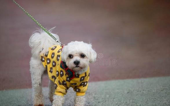 泰迪犬性格特点