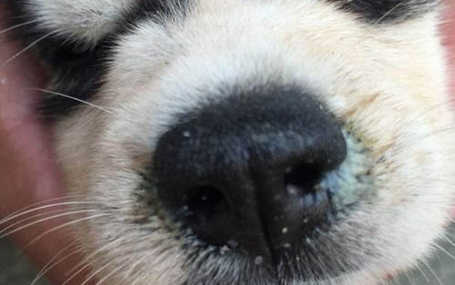 狗狗四脚朝天扭动的原因及处理方法