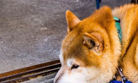 秋田犬和柴犬哪个好？