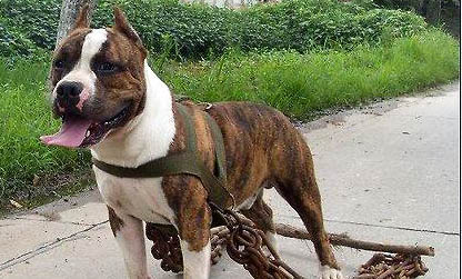 斯塔福犬适合家养吗