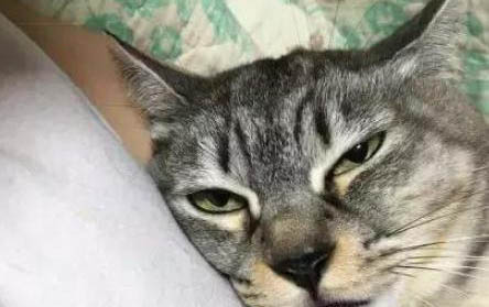 怎样防止猫坐车应激