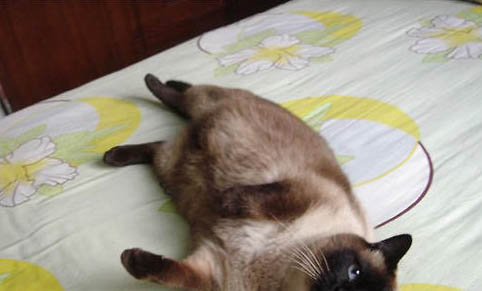 请问猫咪呕吐的原因及处理方法?