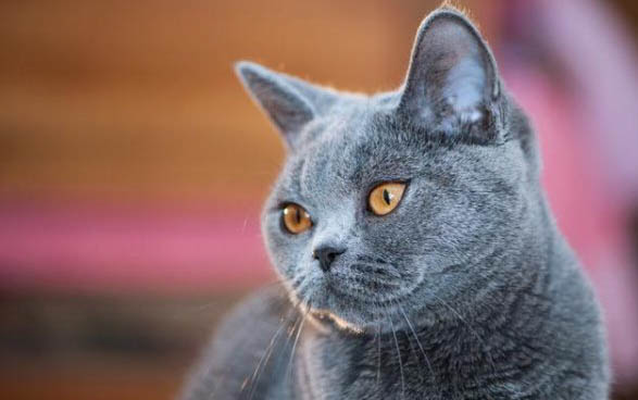 小猫携带狂犬病毒能活多久？