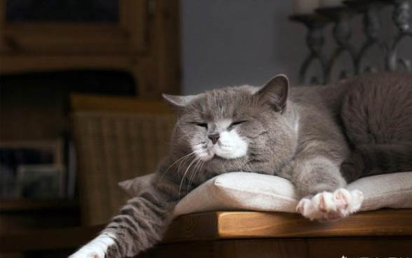 刚出生小猫护理注意事项