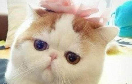 猫拉稀吐黄水是怎么了