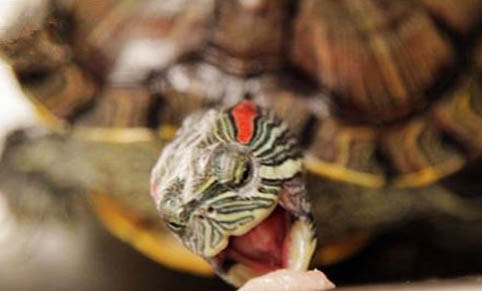 巴西龟可以吃什么？