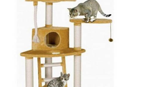 重点色短毛猫的性格特点