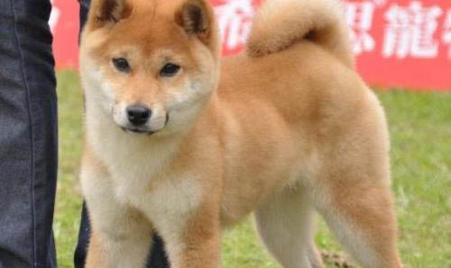 鄂州哪里有柴犬卖