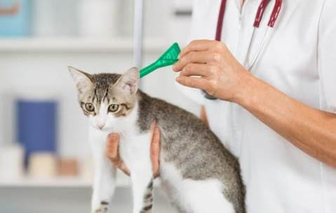 吃宠物猫可以吃的蔬菜有哪些?