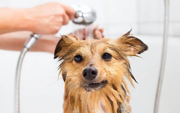 犬瘟会传染给狗吗