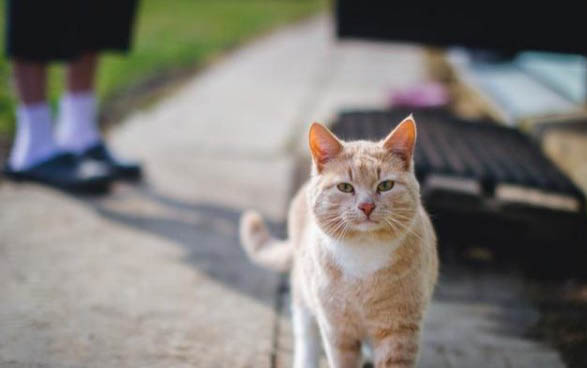 猫咪吐水有白沫