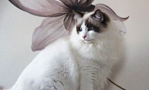 猫咪发烧了怎么办?