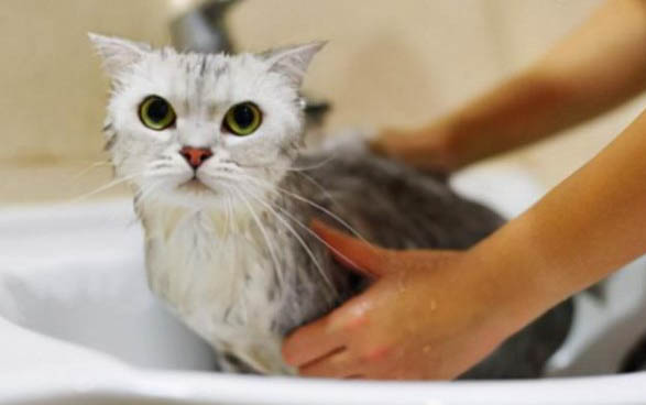 小猫不能吃哪些食物