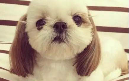 怎么缓解处理狗狗发烧题