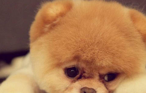 俊介犬长大后的样子
