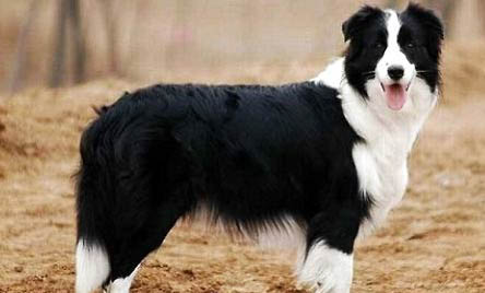 哪里有卖边境牧羊犬的地方